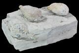 Cystoid Fossil (Holocystites) Plate - Indiana #106270-3